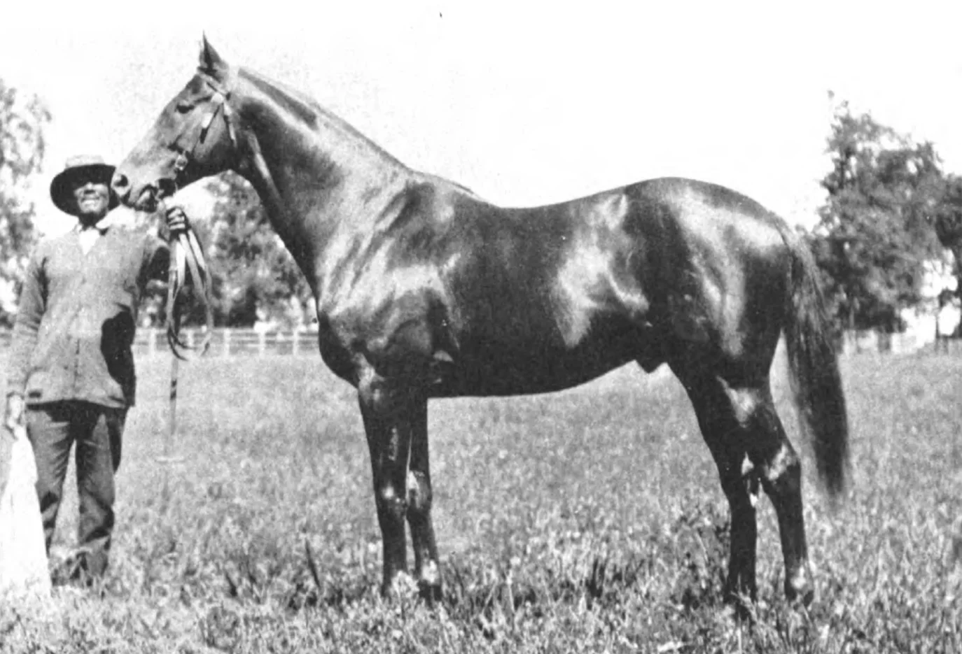 Man o' War standing in profile in a field while a handler holds his lead.