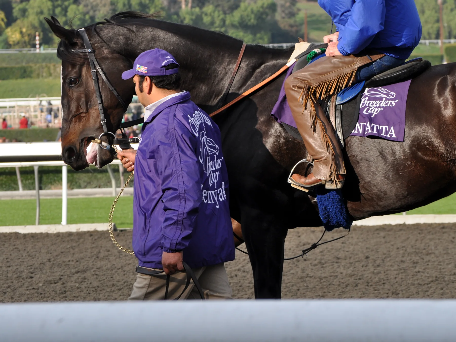 Zenyatta, wearing a purple Breeders' Cup saddlecloth bearing her name, parades at Santa Anita Park beside a handler and mounted escort.